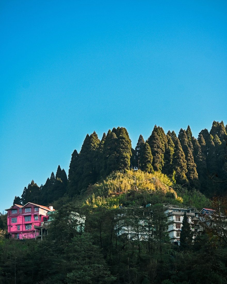 Tea gardens below the Himalayas